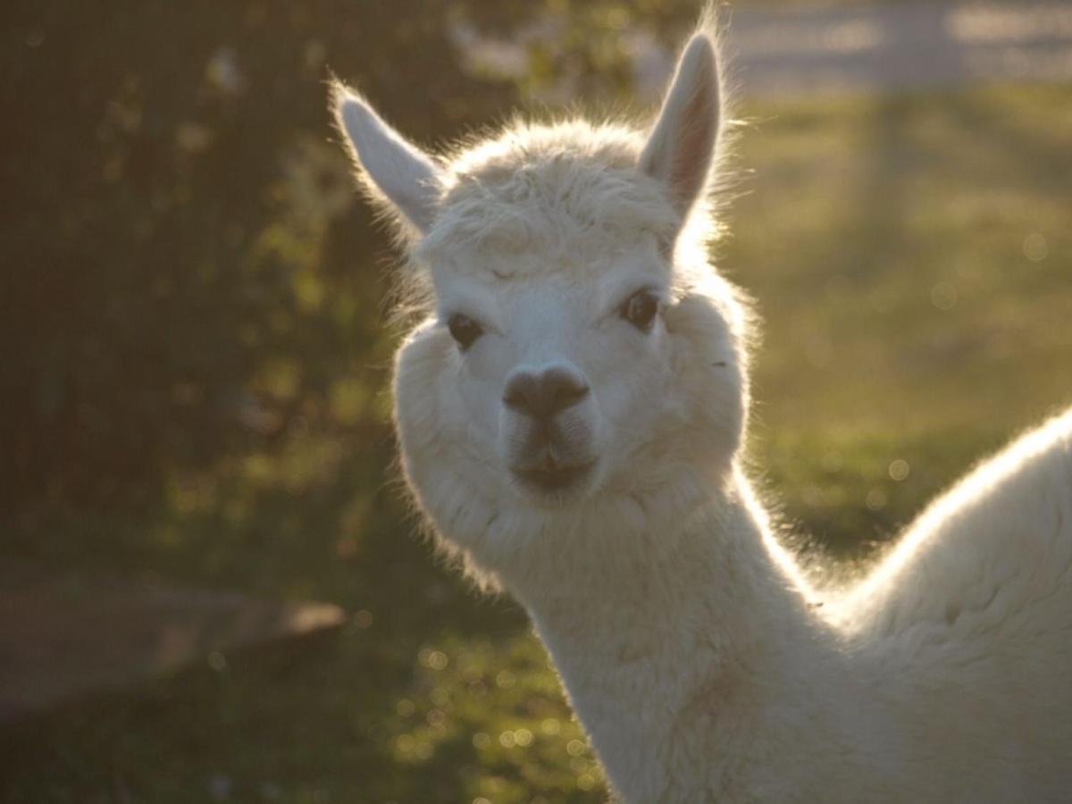 Agriturismo Il Beccafico Alpaca Mengara エクステリア 写真