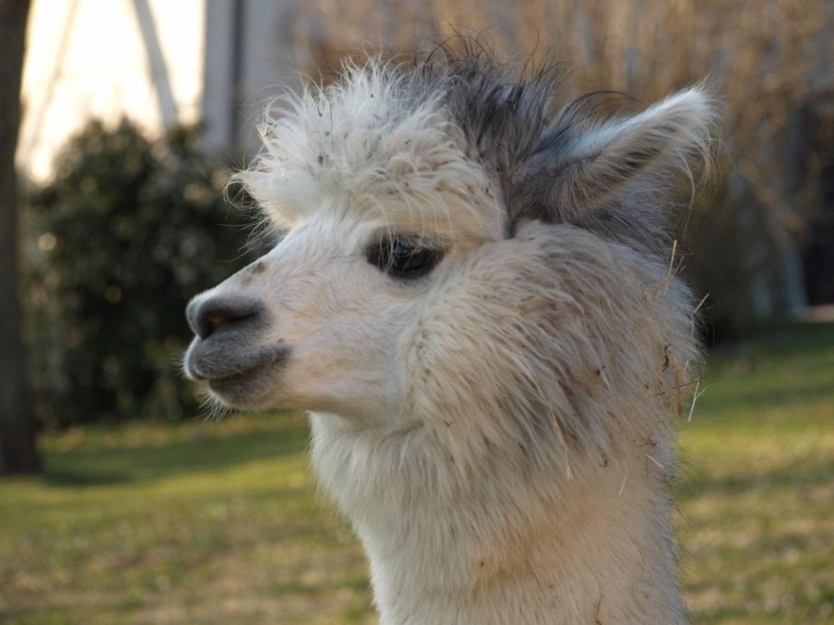 Agriturismo Il Beccafico Alpaca Mengara エクステリア 写真