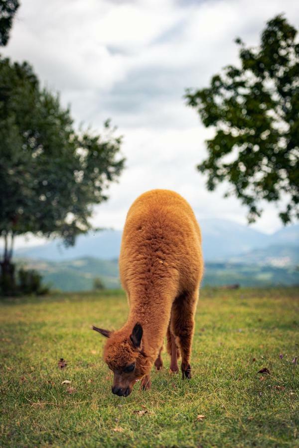 Agriturismo Il Beccafico Alpaca Mengara エクステリア 写真