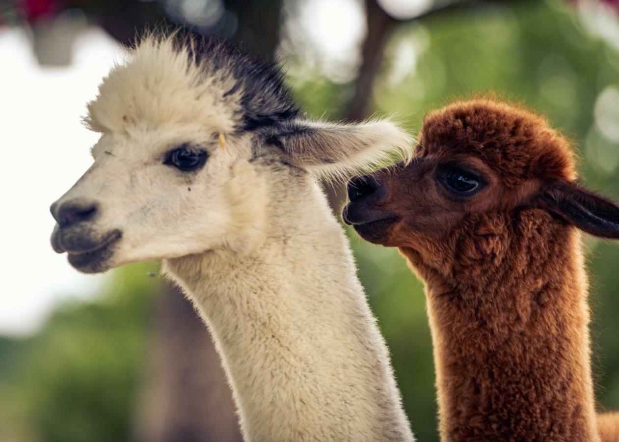 Agriturismo Il Beccafico Alpaca Mengara エクステリア 写真