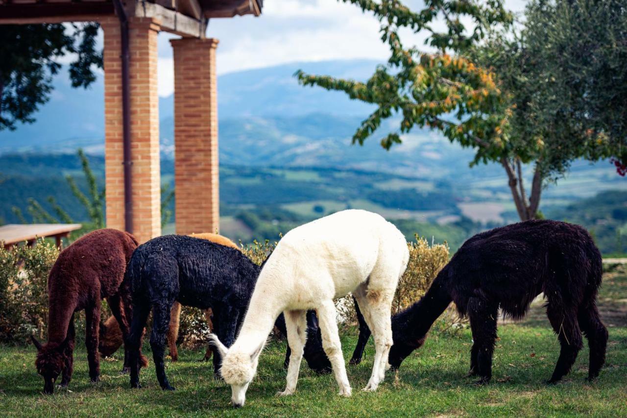 Agriturismo Il Beccafico Alpaca Mengara エクステリア 写真