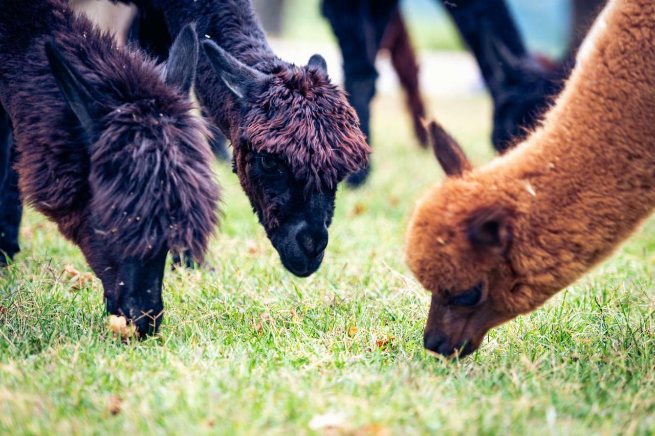 Agriturismo Il Beccafico Alpaca Mengara エクステリア 写真
